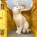 Pet travel crate folded flat