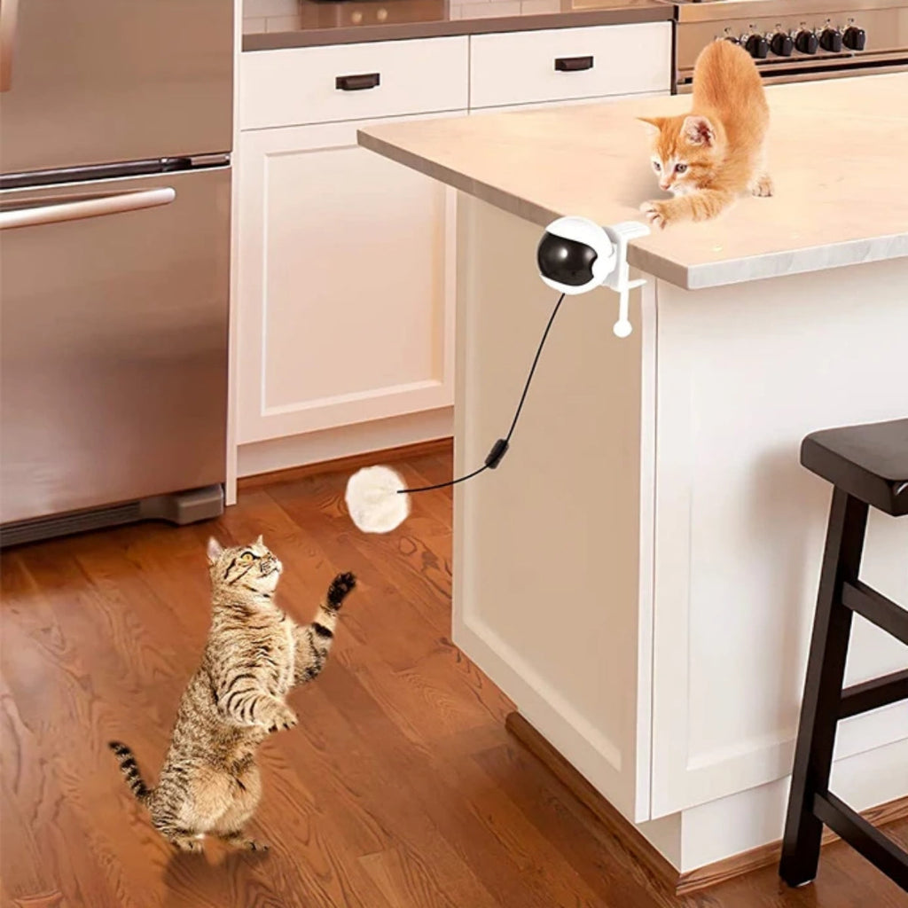 Kitten chasing the electric lifting ball