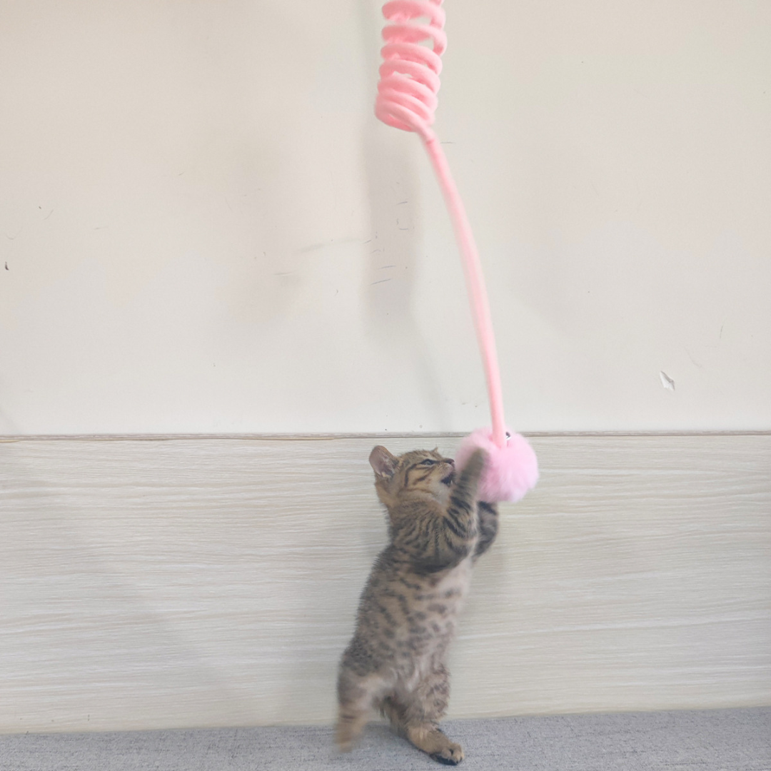 Cat batting the bouncy pom-pom cat toy