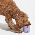 BounceBite dental bounce toy for dogs