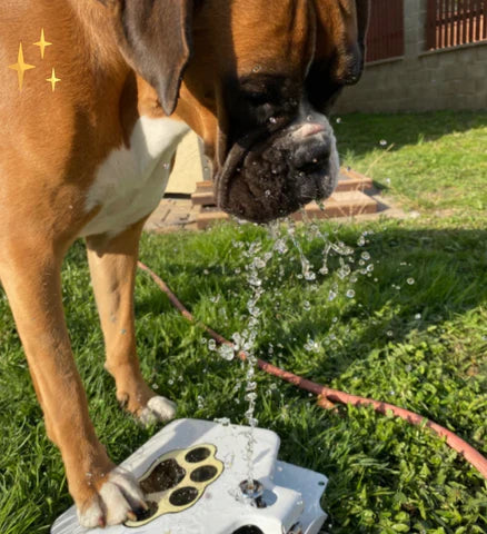 SplashPaw interactive dog water toy