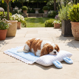 Cooling dog bed for hot days, soft and washable