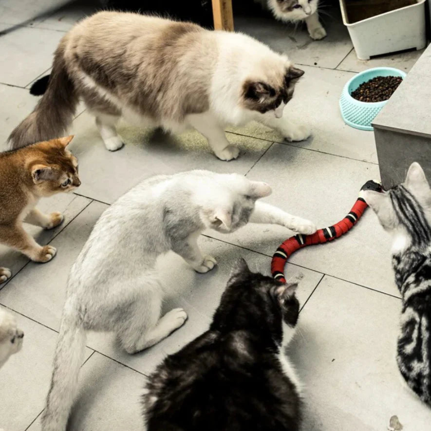 HuntMaster interactive snake toy for cats