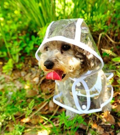 ClearRain transparent waterproof dog raincoat