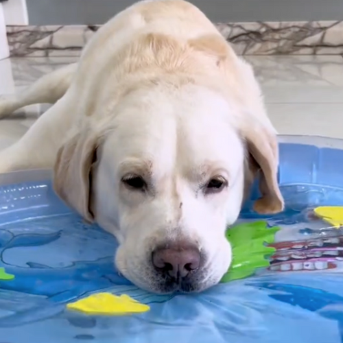 Interactive cooling water mat for dogs