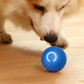 Dog chasing the self-rolling RolliPlay ball