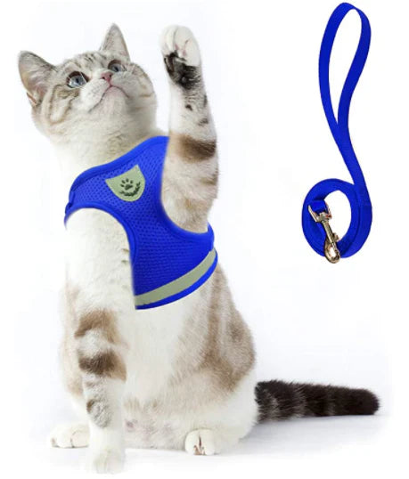 Cat wearing the ExplorerKit harness on a walk