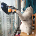 Window ping pong cat toy with suction cup