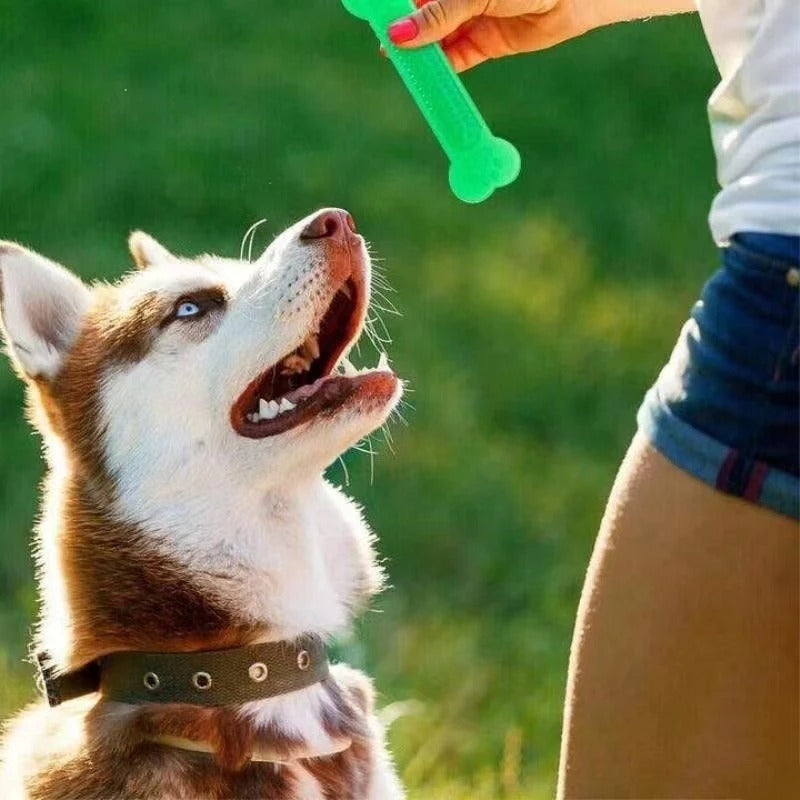 Four-pack of rubber bone chew toys