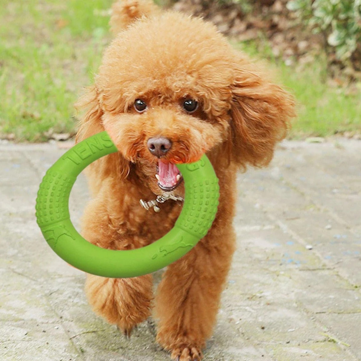 Dog fetching the floating training ring from water