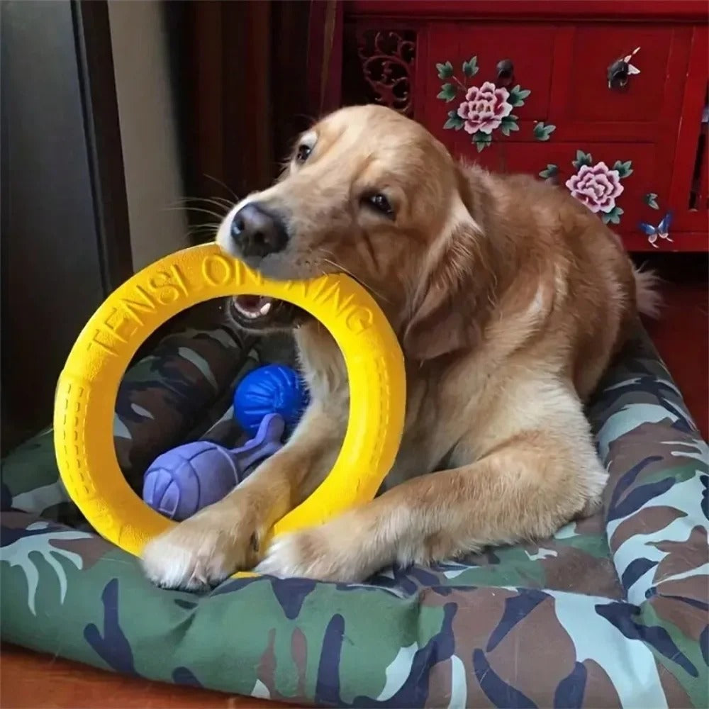 Dog catching the flying disc training ring
