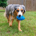 Squeaky dog toy for strong chewers