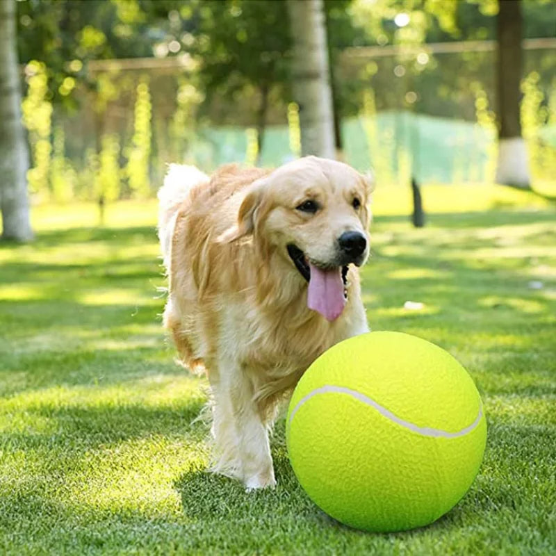 Dog playing with the giant tennis ball
