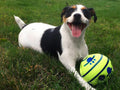 Interactive giggle ball dog toy
