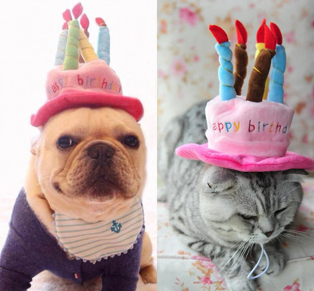 Pet birthday hat shaped like a cake