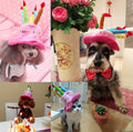 Dog wearing the birthday cake hat