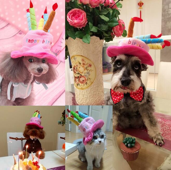 Dog wearing the birthday cake hat