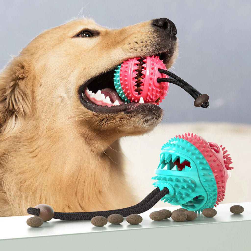 Dog playing with the PowerPaw tug rope