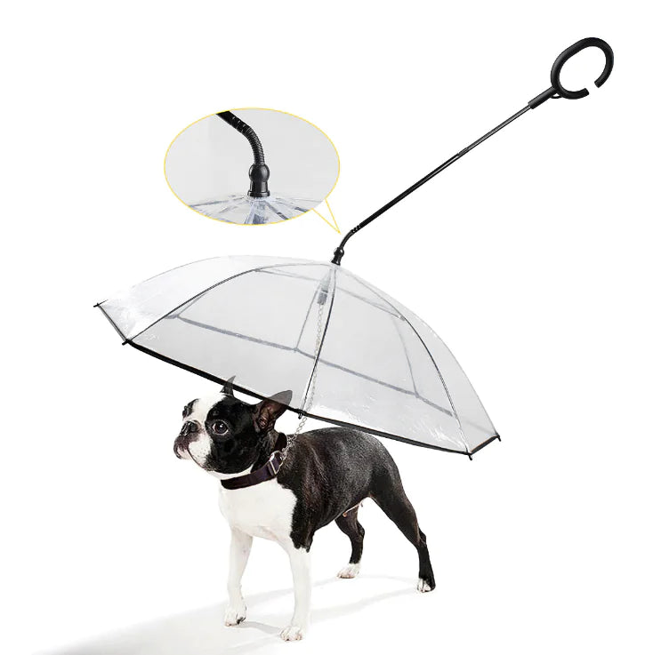 Transparent dog umbrella keeping a dog dry