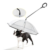 Transparent dog umbrella keeping a dog dry